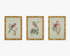 Celadon Artwork - European Birds Volume I