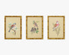 Sahara Artwork - European Birds Volume I